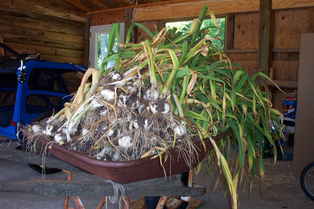 The Garlic Harvest