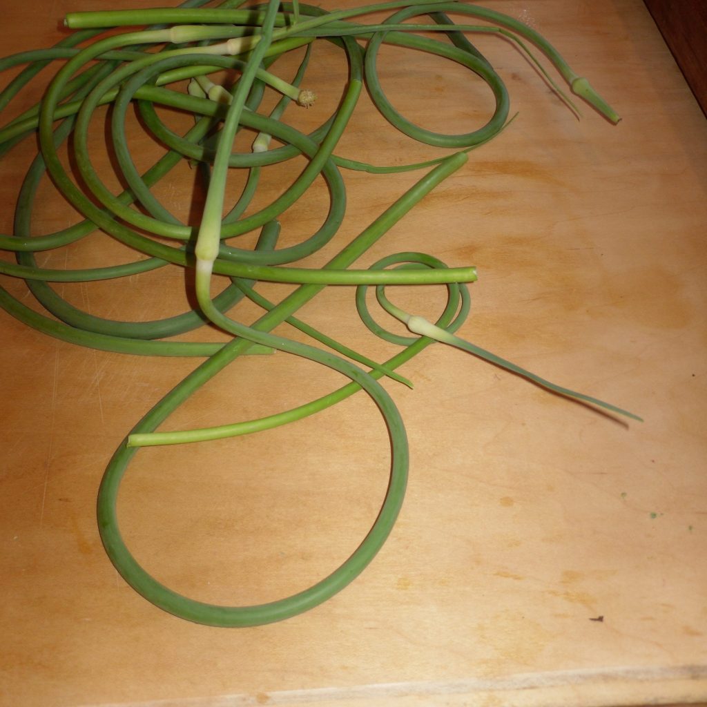 Garlic Scapes and Walleye&nbsp;Cheeks