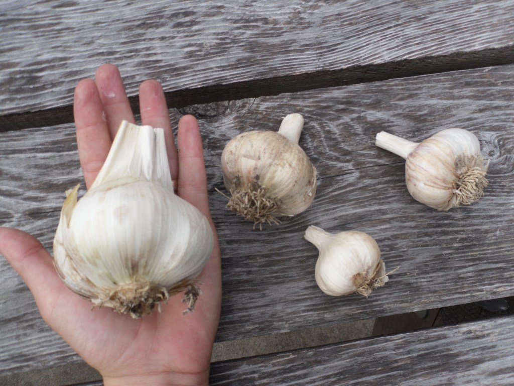 Garlic Planting at the Eden of&nbsp;Garden