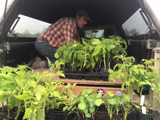 72 tomato plants isn't too many, is it? How about 45 pepper plants?