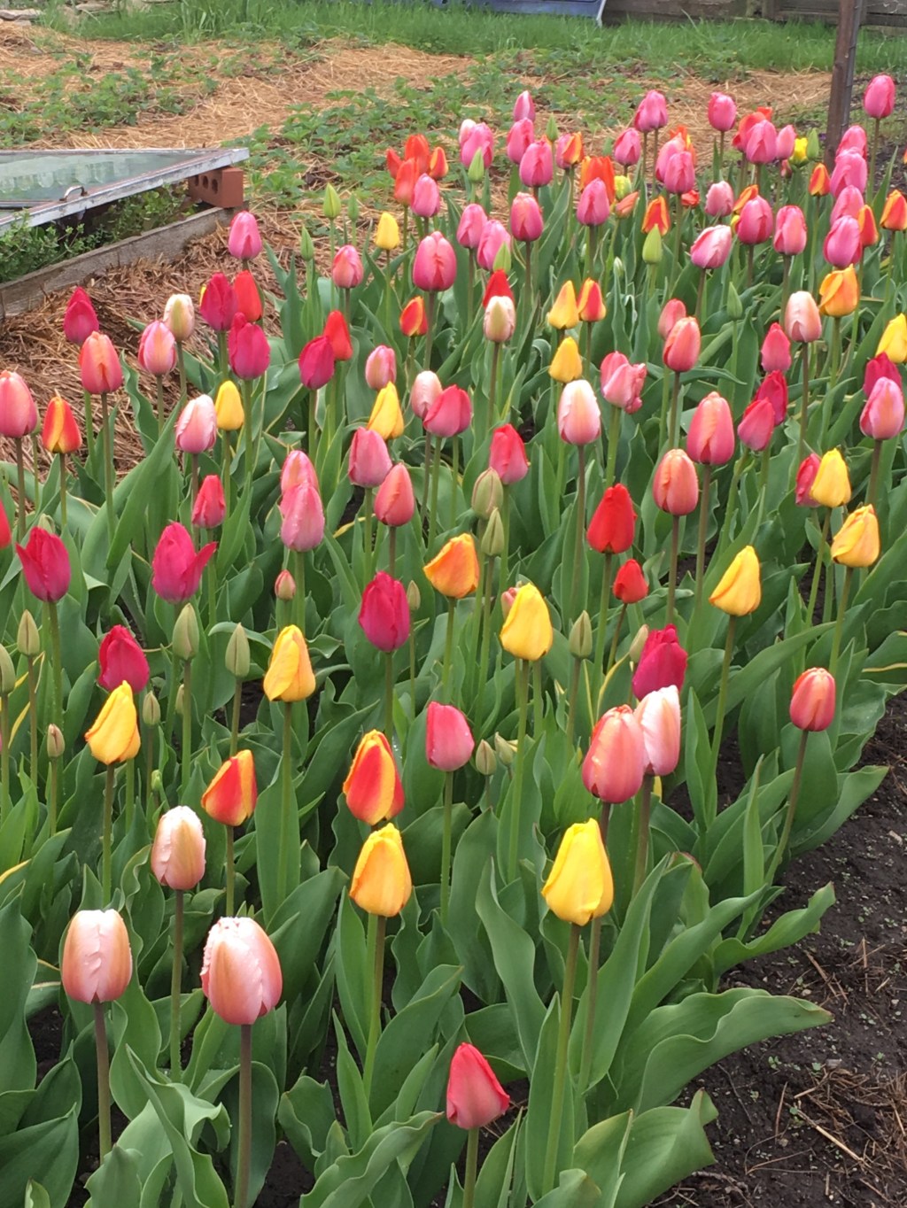 Planning for Abundance