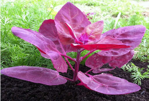 Orach is the New&nbsp;Black
