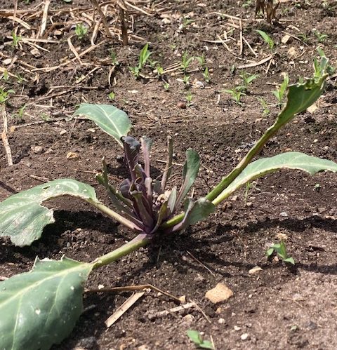 The War on&nbsp;Bugs