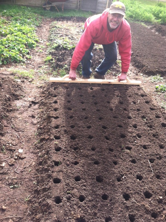 Preparing garlic beds for planting