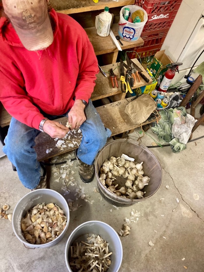 preparing garlic for planting